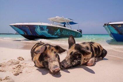 Bahamas Adventure: Pigs, Reef, Turtles, and Beach with Lunch