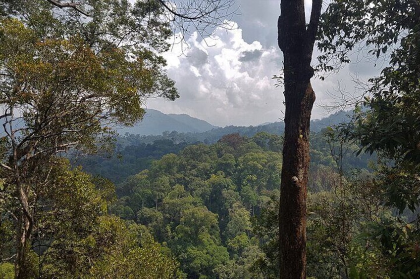 Panorama view over the densely wooded mountains