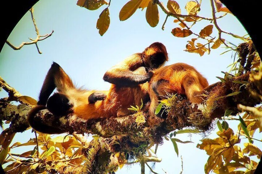 spider monkey up in the Tree tops
cloud forets hanging bridges tour
Cloud Forest hanging Bridges tour