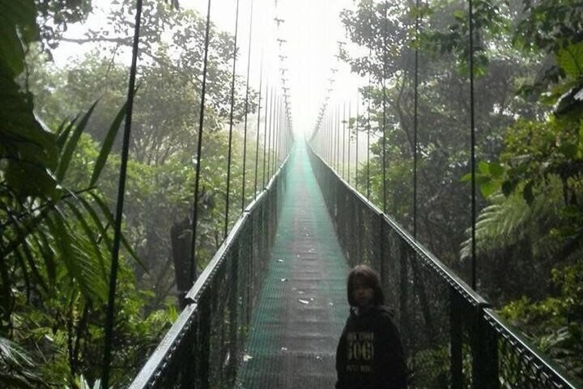  Treetop Hanging Bridge