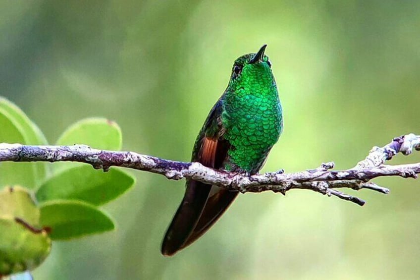 Stripe-tailed HummingbirdCloud Forest hanging Bridges tour