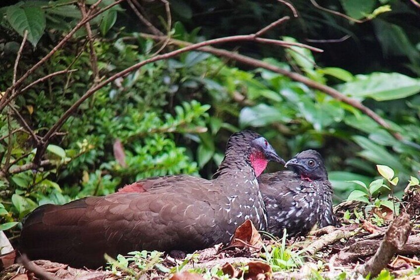 Crested guan Cloud Forest hanging Bridges tour