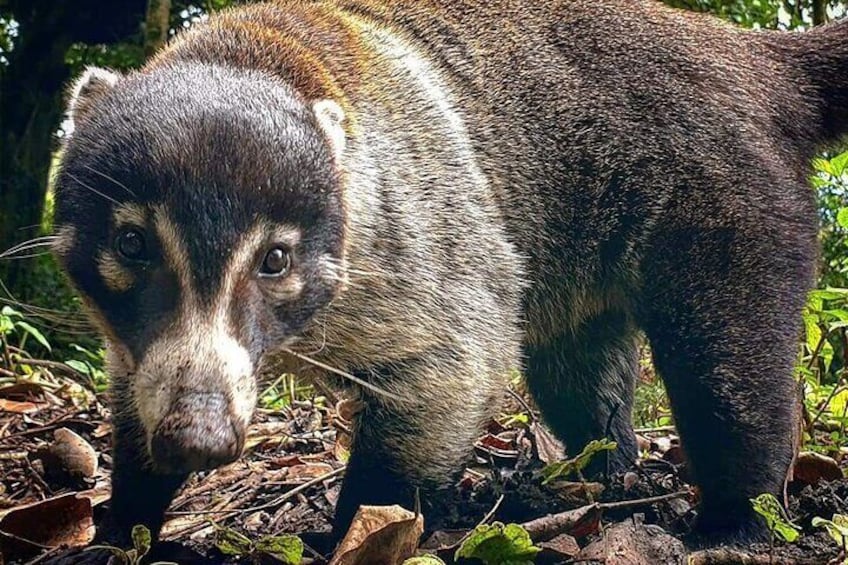 Wait-nose coati
Hanging bridges tour with Johnnylovesnature