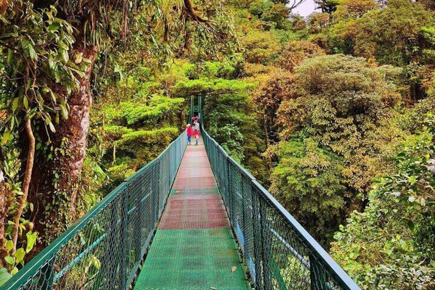  Cloud Forest hanging bridges Treetops Tour 