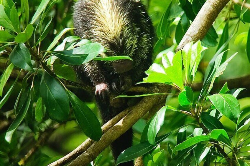 Mexican hair Porcupin 
Cloud Forest hanging Bridges tour