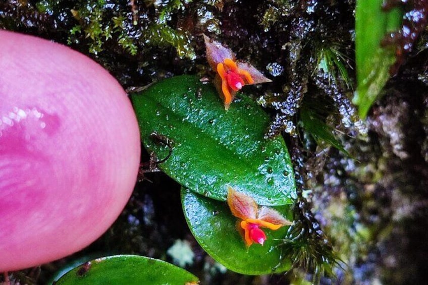 Lephantes wild Orchid
Cloud Forest hanging Bridges tour