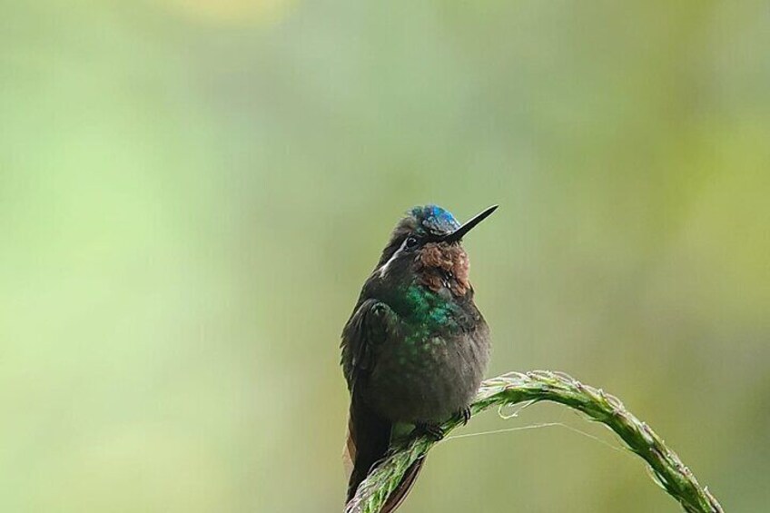 Cloud Forest hanging Bridges tour