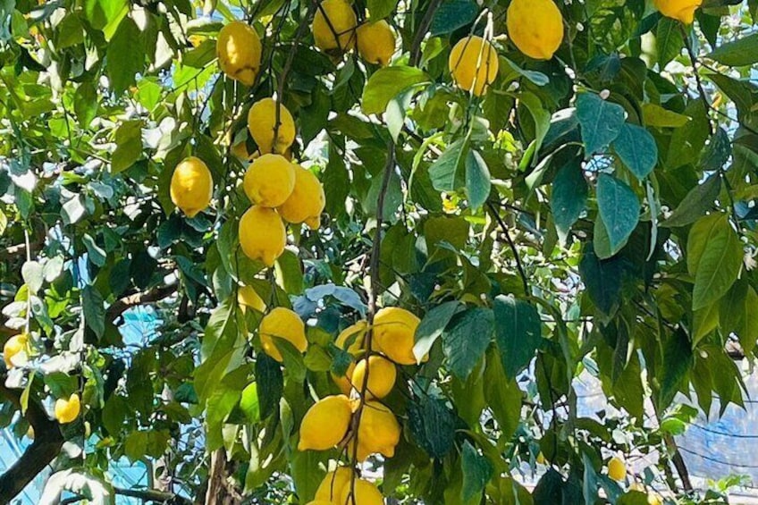 Guided tour of the history and tradition of the Sorrento lemon