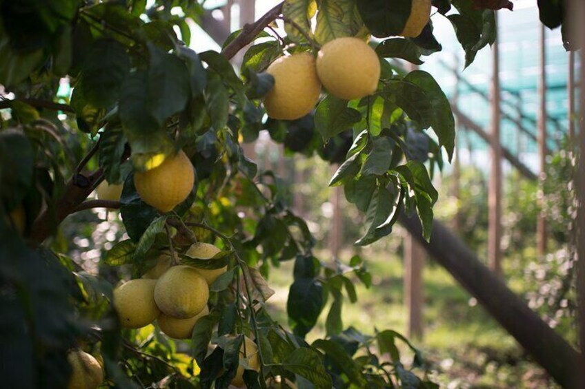Guided tour of the history and tradition of the Sorrento lemon