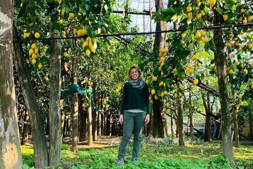 Guided tour of the history and tradition of the Sorrento lemon