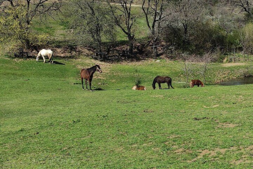 Visit a Farm and Horseback Riding in Nature 