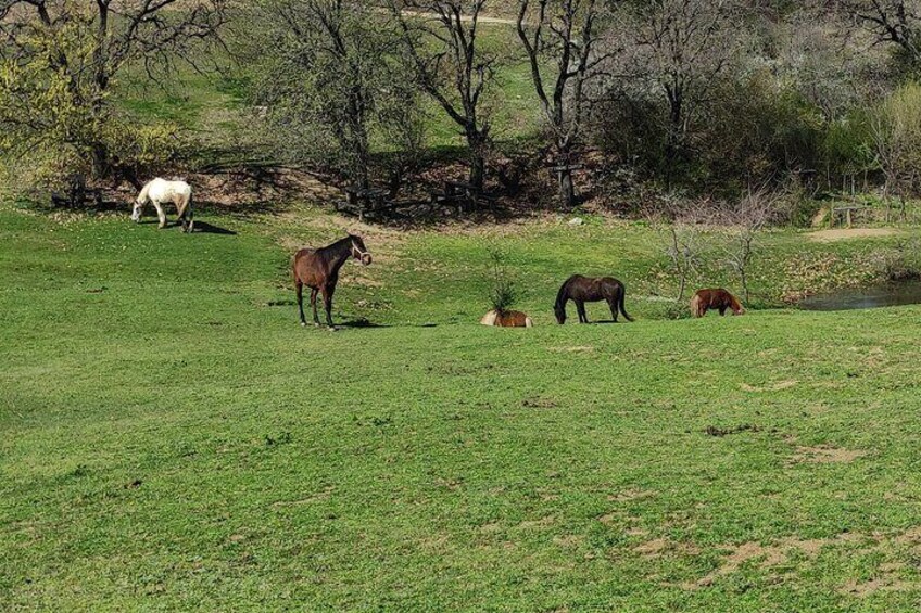 Visit a Farm and Horseback Riding in Nature
