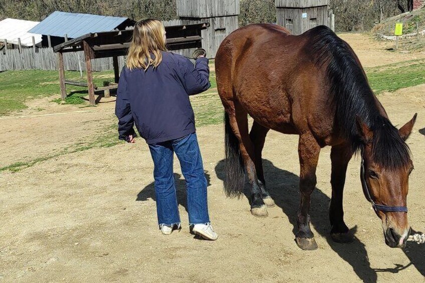 Visit a Farm and Horseback Riding in Nature 