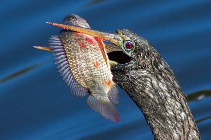 Boat Ride in 10,000 Islands and Nature Walk Tour in Florida