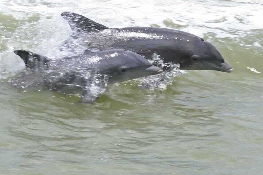 Boat Ride in 10,000 Islands and Nature Walk Tour in Florida