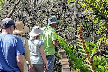 Tour en barco por las 10.000 islas + paseo guiado naturalista por los Everg...