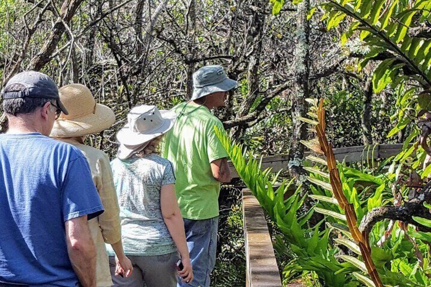 Boat Ride in 10,000 Islands and Nature Walk Tour in Florida