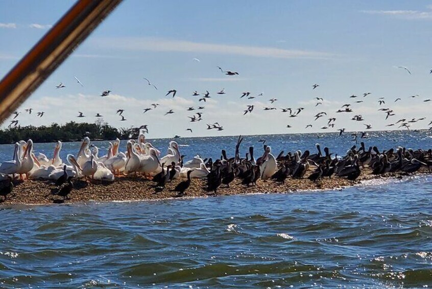 Boat Ride in 10,000 Islands + Biologist Led Walk in the Everglades Small Group 