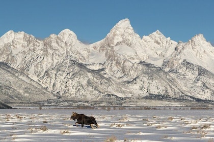 Private All-Day Winter Tour of Grand Teton National Park