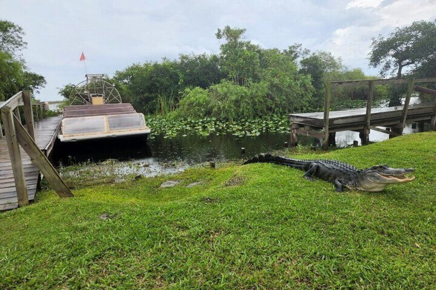 Everglades Nat'l Park Biologist Led Adventure Cruise/Airboat