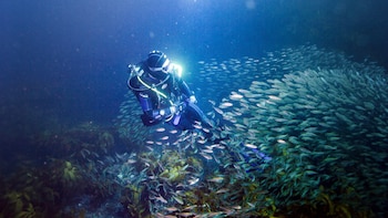Little Barrier Dive Charter