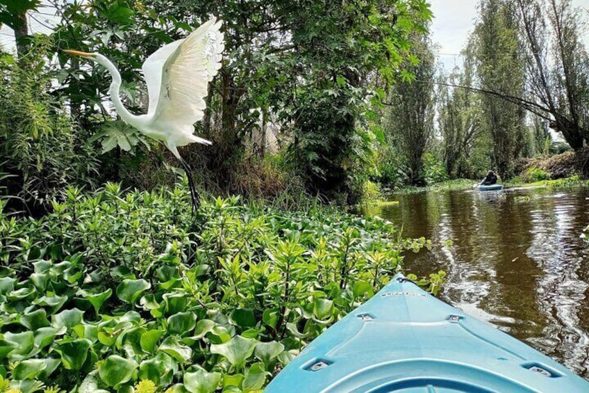 Xochimilco Kayak Experience