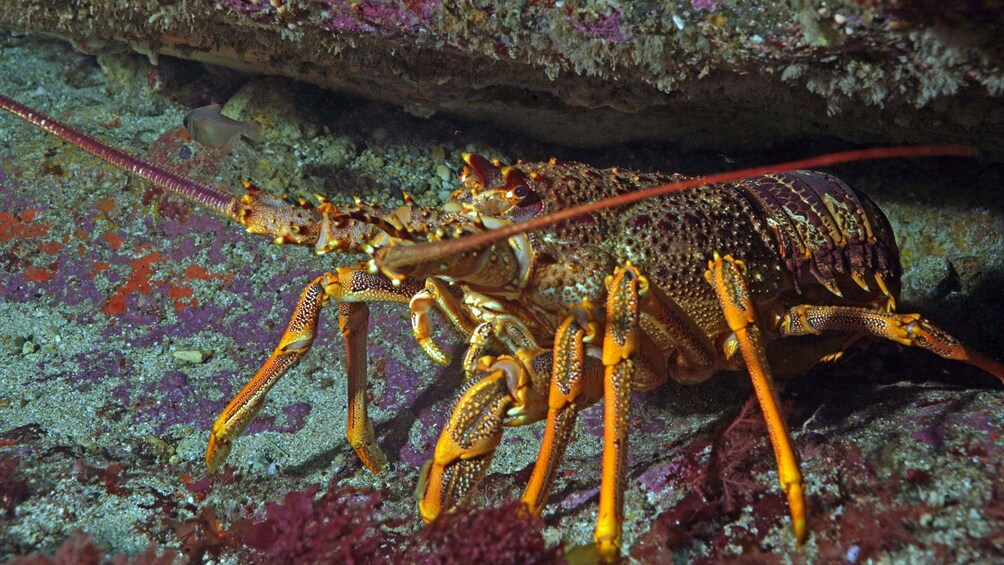 Boat Charter to Dive for Crayfish & Scallops