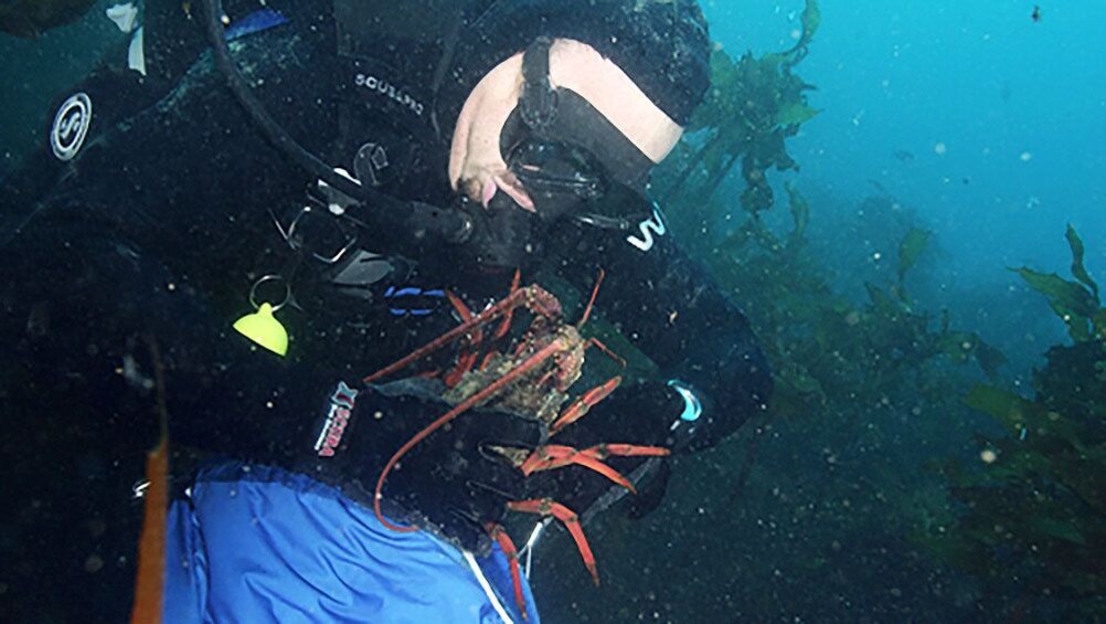 Boat Charter to Dive for Crayfish & Scallops