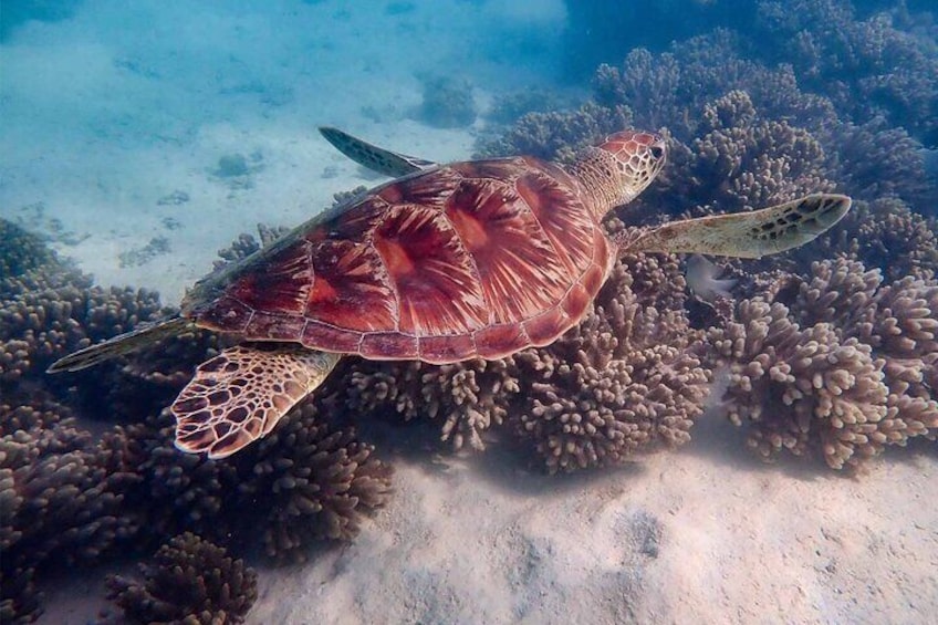 Snorkelling Wonders