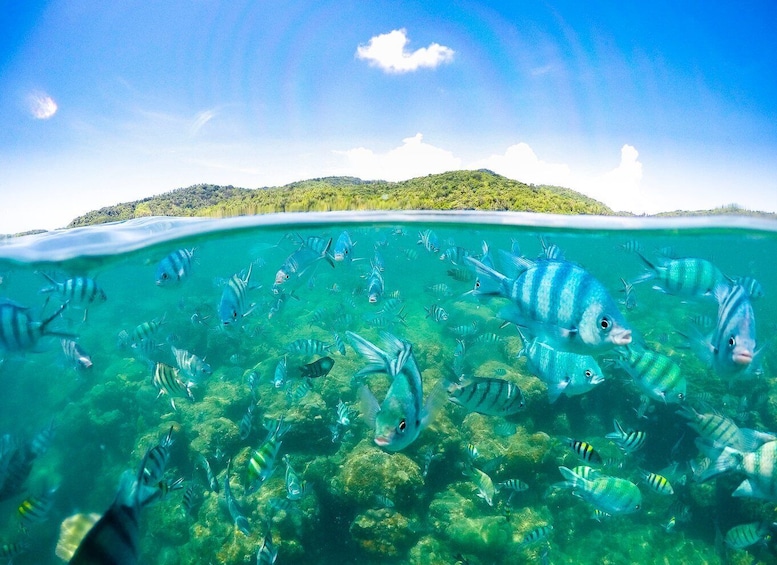 Picture 5 for Activity Koh Samui: Pig Island Tour by Speedboat with Snorkeling