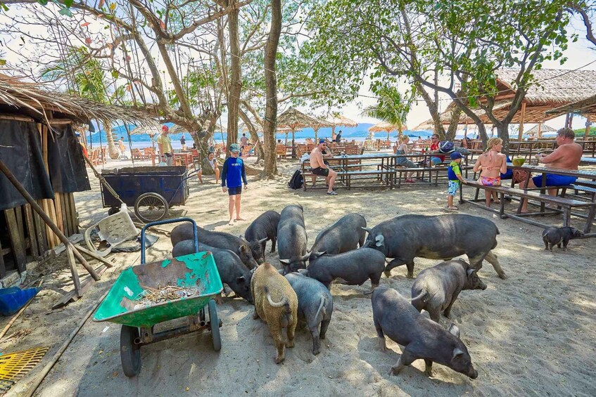 Picture 4 for Activity Koh Samui: Pig Island Tour by Speedboat with Snorkeling