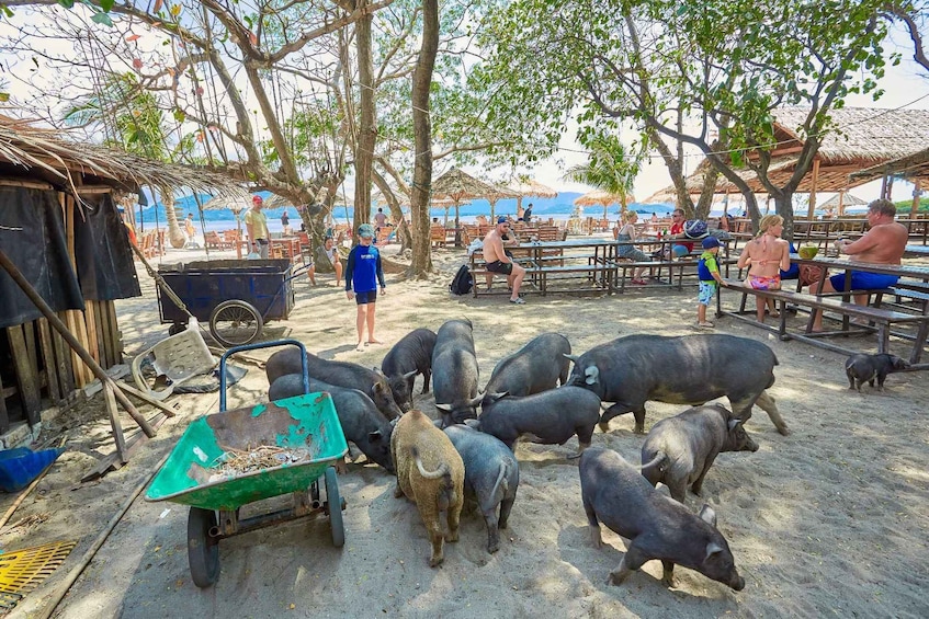 Picture 4 for Activity Koh Samui: Pig Island Tour by Speedboat with Snorkeling