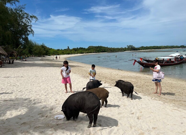 Picture 11 for Activity Koh Samui: Pig Island Tour by Speedboat with Snorkeling
