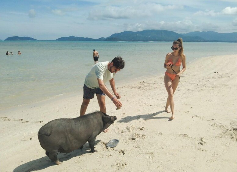 Picture 1 for Activity Koh Samui: Pig Island Tour by Speedboat with Snorkeling