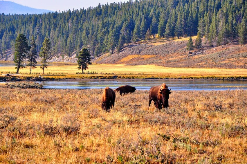 Yellowstone Self-Driving Audio Tour from West Entrance (Idaho)