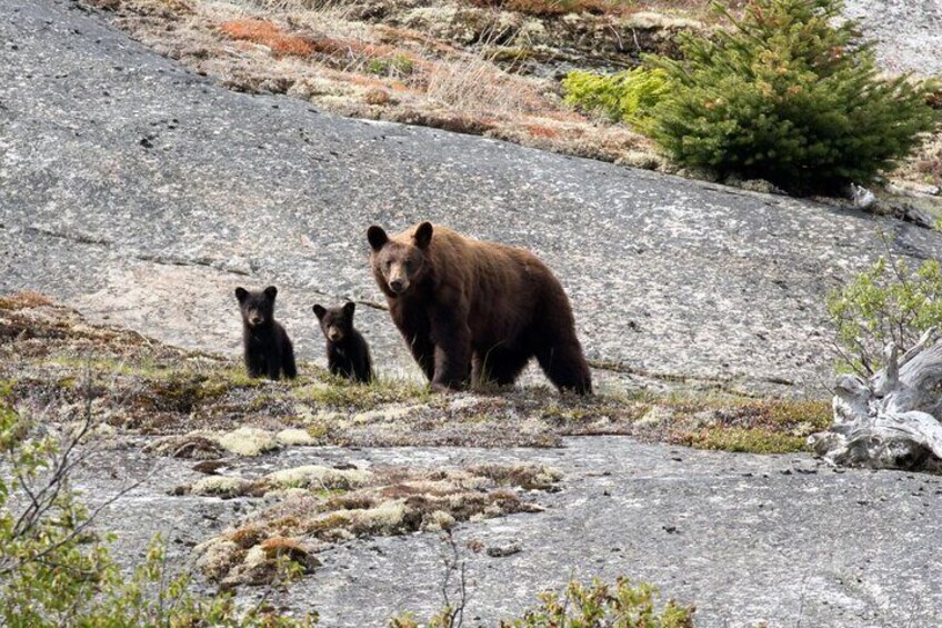 Our road-tour increases your chances of seeing wildlife in Alaska & Canada