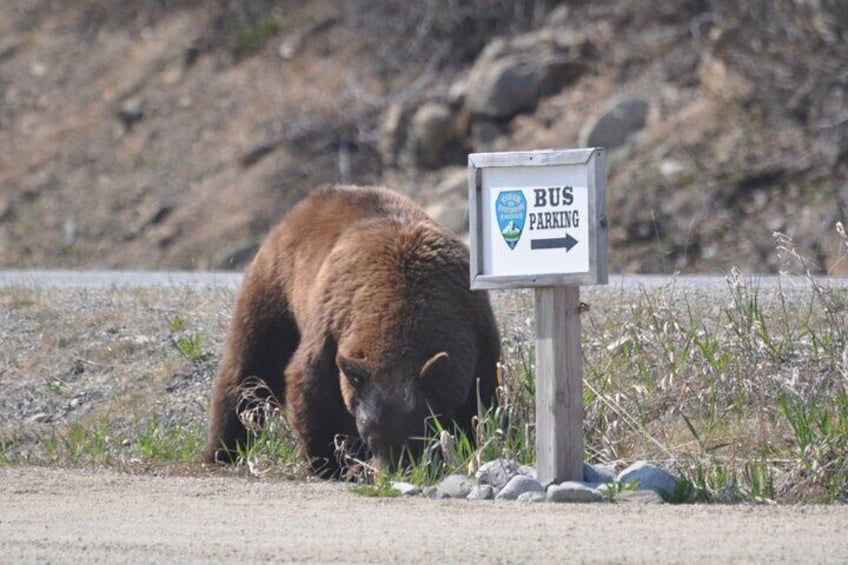 Wildlife sometimes doesn't have to be too hard to find on this tour!