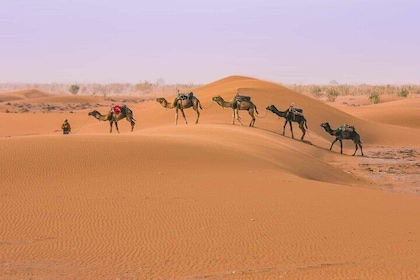 From Marrakech: 3 Days Desert Tour To Merzouga Camp & Camel Trek