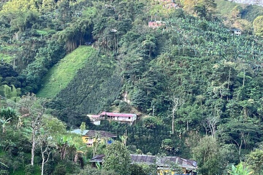 Private Visit to Organic and Craft Coffee Farm in Risaralda