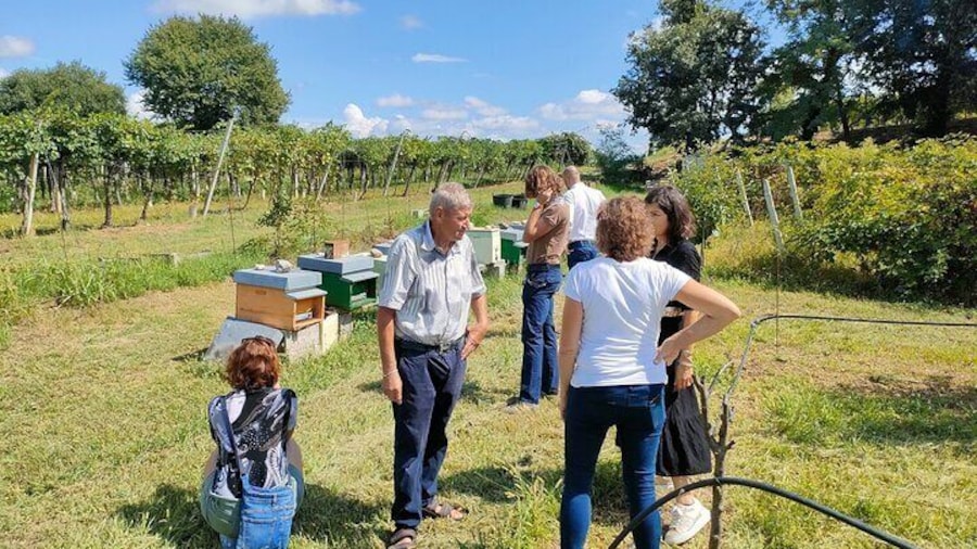 Beekeeping Farm Tour and Tasting Experience in Lazise