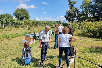 Imkerei-Farmtour und Verkostung in Lazise