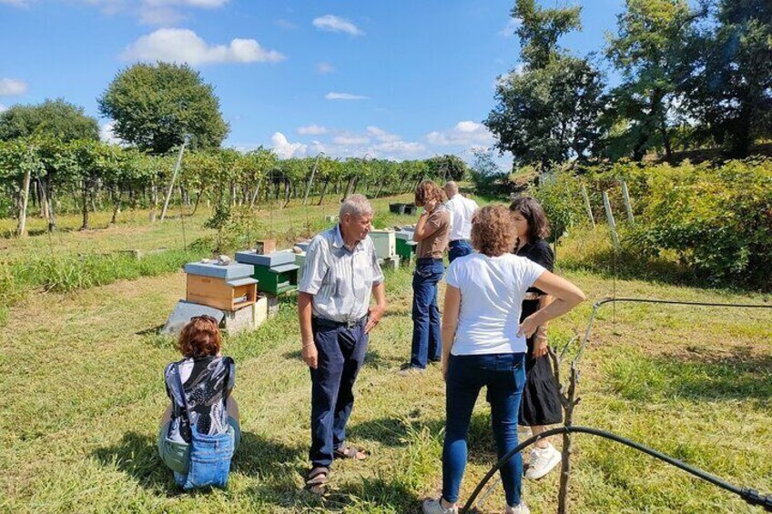  Beekeeping Farm Tour and Tasting Experience in Lazise