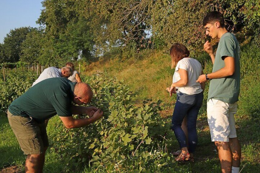 Beekeping Farm Tour and Tasting Experience in Lazise