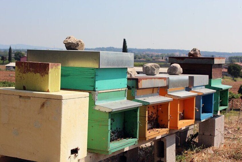 Beekeping Farm Tour and Tasting Experience in Lazise