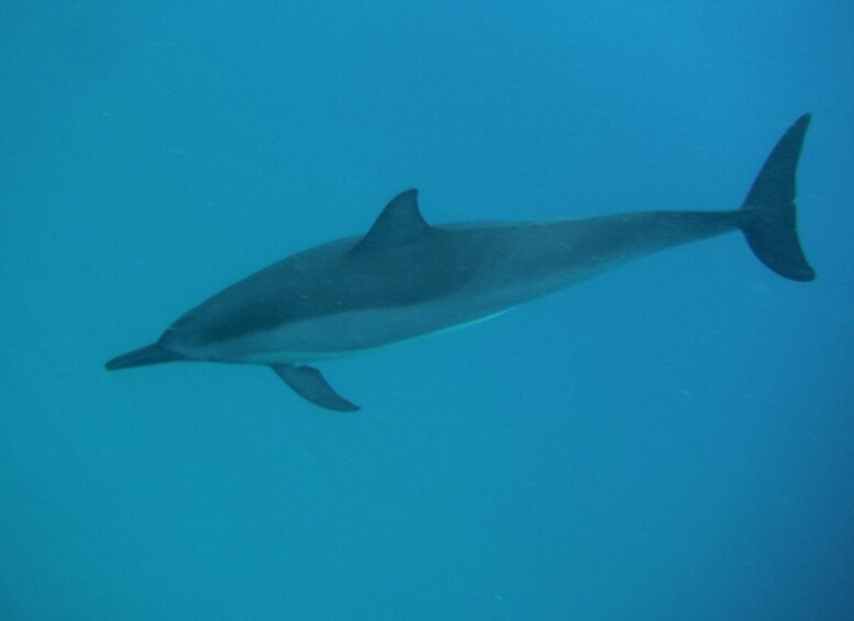 Picture 2 for Activity Black River Swim with Dolphins Speedboat Tour