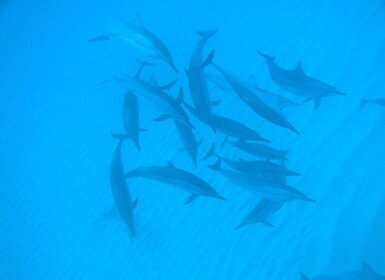 Excursión en lancha rápida para nadar con delfines en el río Negro