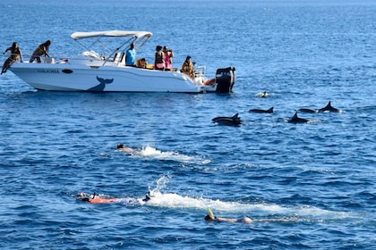 Black River Swim with Dolphins Speedboat Tour
