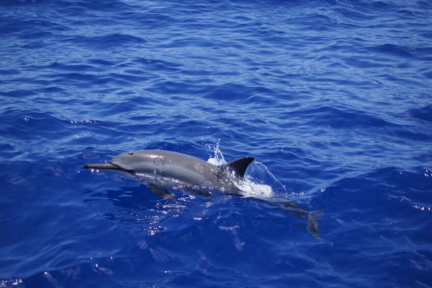 Picture 4 for Activity Black River Swim with Dolphins Speedboat Tour