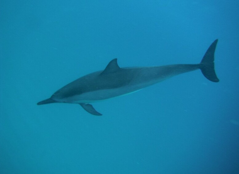 Picture 2 for Activity Black River Swim with Dolphins Speedboat Tour