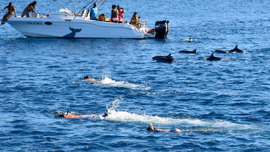 Black River Swim with Dolphins Speedboat Tour